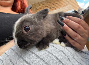Male rabbit