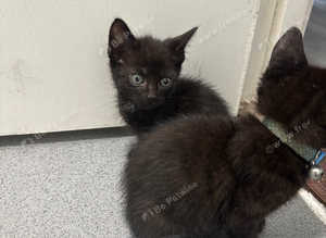 Black kittens available now