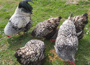 Hatching Eggs - 20+ Purebreed Chickens