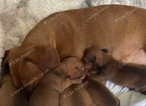 Five stunning pups