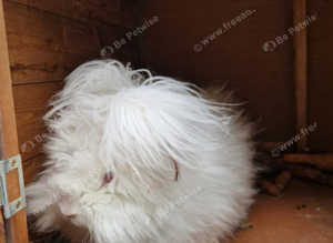 Pure white female angora