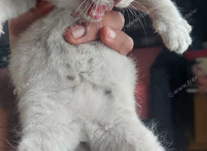British shorthair kitten