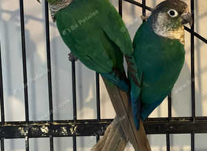 Conures special offer too many youngsters