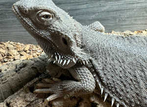 Bearded Dragon (female)