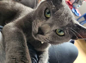 Russian Blue