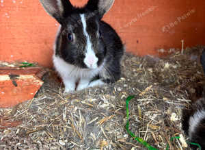 Rabbits