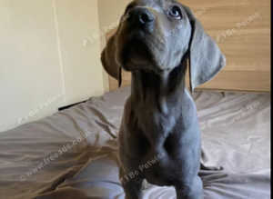 LAST  BLUE GREAT DANE PUP LEFT