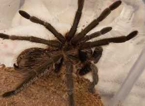 Phormictopus El Salvador, 4 inches dls