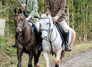 Mist 14.2hh cob gelding