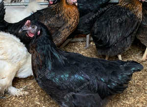 Black rock point of lay pullets