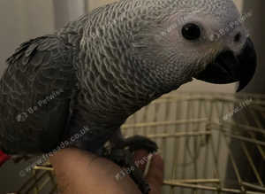 Baby African grey