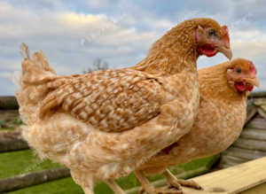 Gold speckledies point of lay pullets