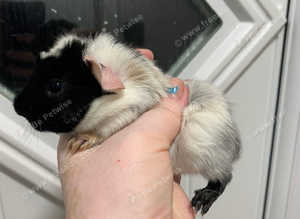 Beautiful Baby Guinea Pigs