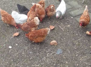 Hens for sale, Take your pick COLLECT FROM DT27QF £25.00 EACH