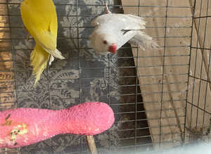 Baby mutation ringnecks