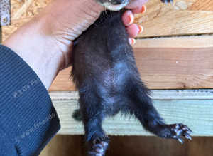 Solid black ferret kits