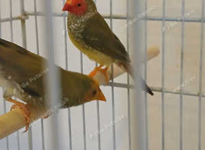 Pair of Australian Star Finch £75 ono.