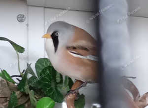 Bearded reedlings