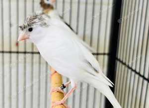 Canaries