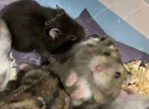 Cute Fluffy Beautiful Baby Russian Dwarf Hamsters