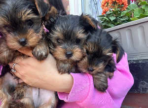 Yorkie puppies