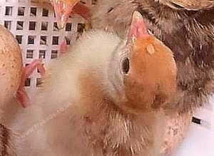Chicks for sale  (various Purebreeds)