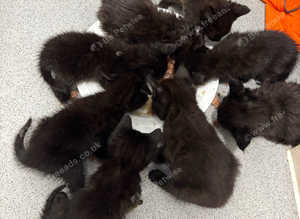Kittens ready Saturday