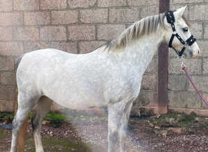 Beautiful Grey Gelding