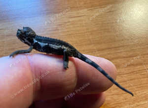 Jackson's Chameleons Hatchlings.