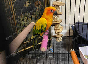 Sun conures