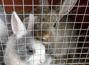 Rabbits 40