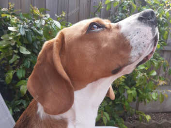 Kc registered beagle outlet puppies