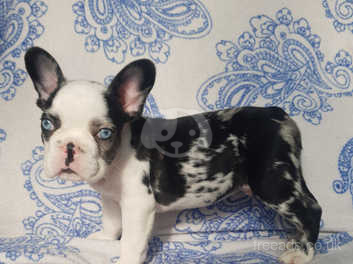 French best sale bulldog husky