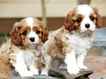 Kc registered cavalier king 2024 charles