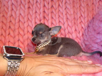 Black and tan chihuahua puppies store for sale