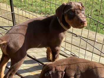 Xtremely Smart Courageous And Very Loving Chocolate Black Tan Reddish Pure Doberman Pinscher Puppies in Bletchingdon OX5 on Freeads Classifieds Dobermanns classifieds