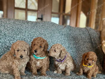 Medium poodle outlet puppies for sale