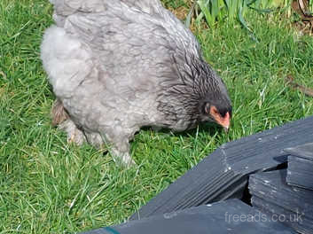 Stunning Proven Pair Of Blue Partridge Brahma in Okehampton EX20 on Freeads  Classifieds - brahmas classifieds