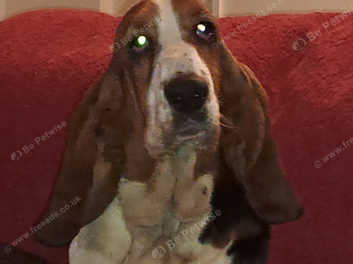 Kc registered basset hound hot sale puppies