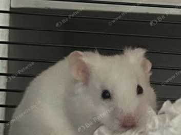 White syrian store hamster for sale