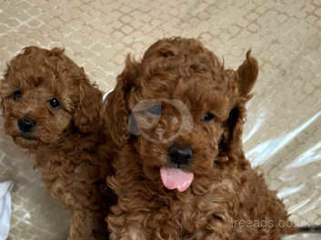 Local toy poodle outlet breeders