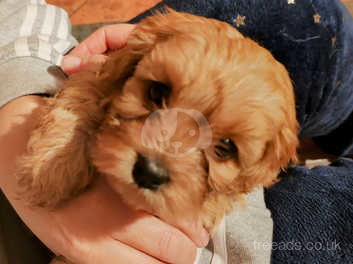 Red cavapoochon puppies for sales sale