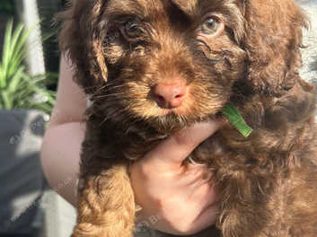 Stunning Rare Chocolate Cockapoo Puppies Last 2 Ready Now in Grimsby on Freeads Classifieds Cockapoos classifieds