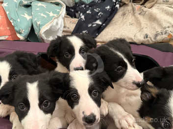 how long does a border collie take to give birth