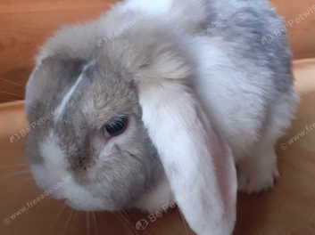 Purebred best sale mini lop