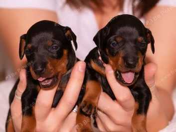 Manchester terrier puppies outlet for sale