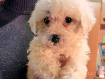 Bichon poodle mix for sale hot sale near me