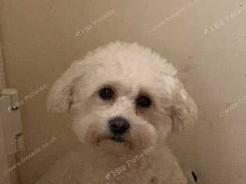 Bichon frise best sale 2 years old