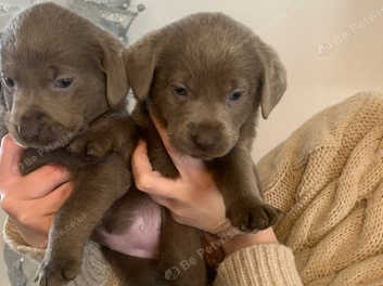 Silver lab puppies cheap for sale near me