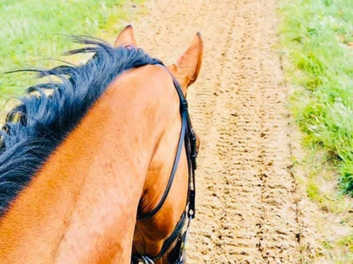 Rowebuck Stud Isfield Riding School and Stables opening times and reviews